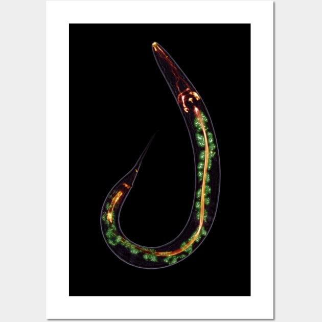 C. elegans - no text Wall Art by SeidenKaczka